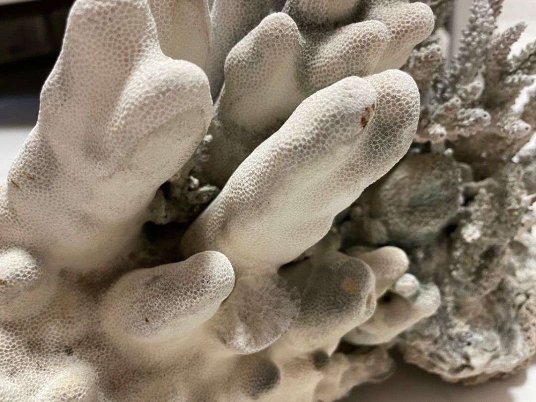 Natural Sea Coral ~30cm batu karang marine rocks stone Natural