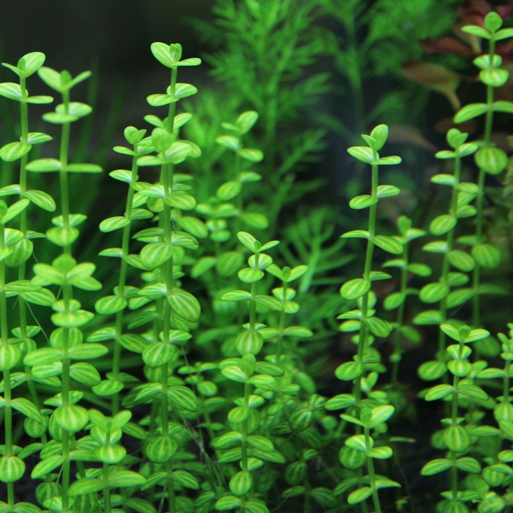 Aquatic aquarium plant seed, Furniture & Home Living, Gardening, Plants & Seeds on Carousell