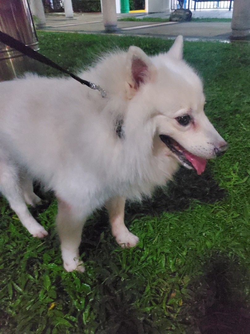 dog boarding east area HDB, Lifestyle Services, Pet Care Services on