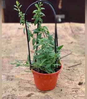 Goji berry plant fruiting wolfberries plant organic potted