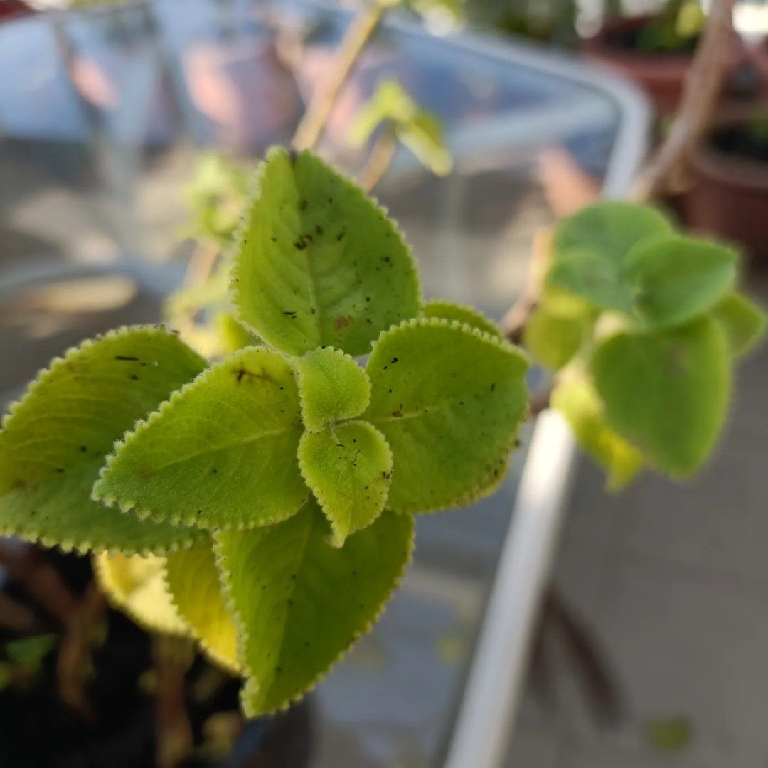 Organic Ajwain a.k.a Indian borage, Furniture & Home Living, Gardening