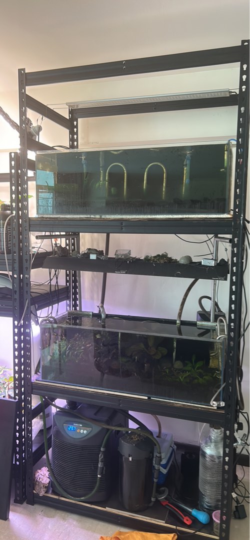 Planted tank full setup, Pet Supplies, Homes & Other Pet Accessories on ...