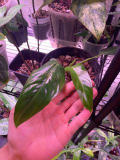 🔥SALE- Philodendron Bernadopazii A