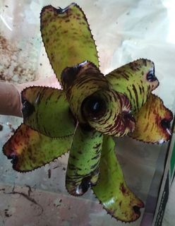 (Category: ) located in . Submitted by vmalaysia (Listing ID 1201650767, Image 1). Description: .