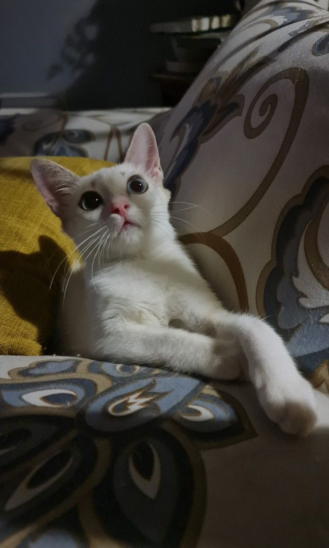 Kitten for FREE Adoption, Pet Supplies, Homes & Other Pet Accessories