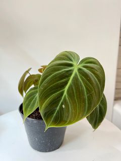 （分類：）位於 。 由 TheCityGreenery 提交（商品編號 1201712258，圖片 1）。簡介： 。