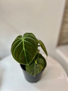 （分類：）位於 。 由 TheCityGreenery 提交（商品編號 1201712415，圖片 1）。簡介： 。