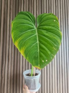 (Category: ) located in . Submitted by plantdeavour (Listing ID 1201669411, Image 1). Description: .