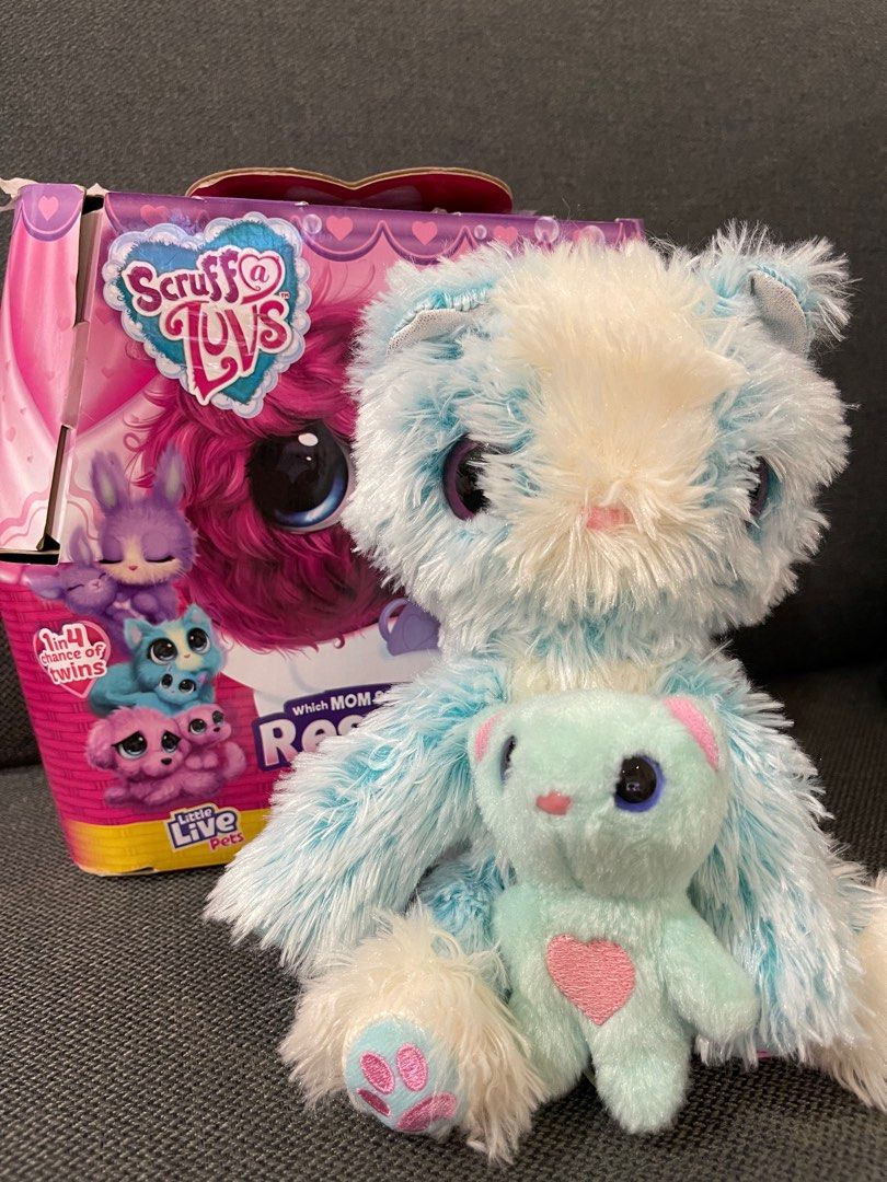 Scruff a luv cat 2025