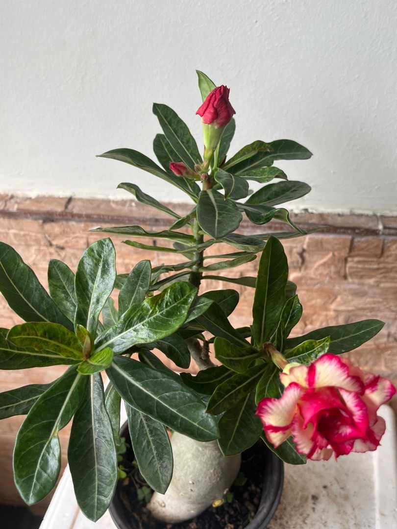 Thai adenium, Furniture & Home Living, Gardening, Plants & Seeds on ...