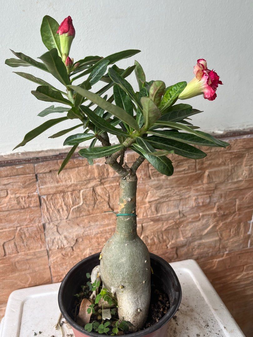 Thai adenium, Furniture & Home Living, Gardening, Plants & Seeds on ...
