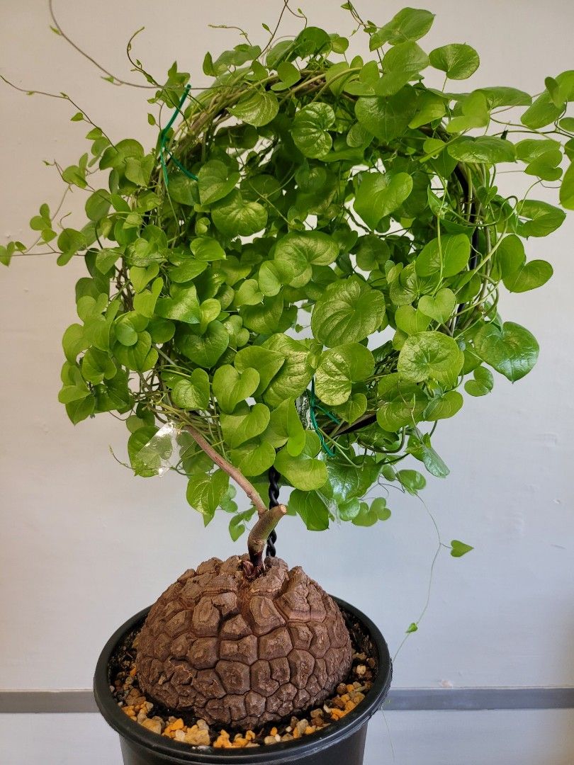 南非龜甲龍約11cm大(根系發達已服盆), 傢俬＆家居, 園藝, 盆栽- Carousell