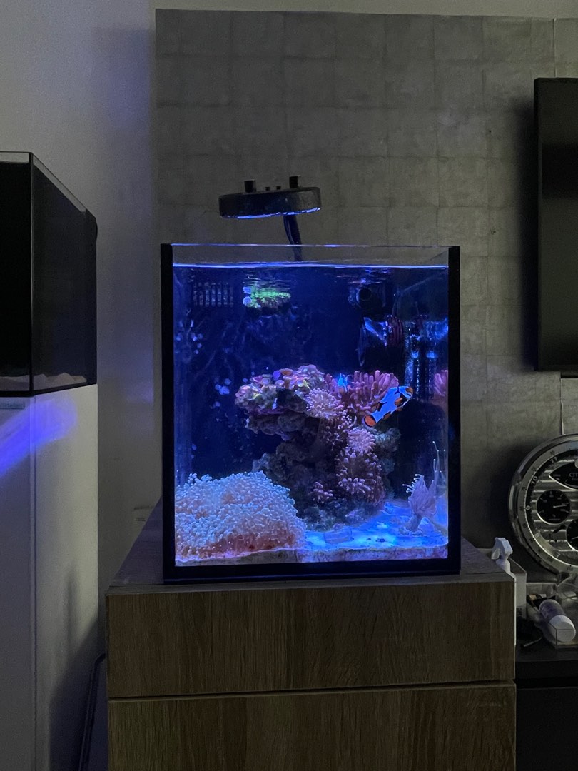 All in one deals marine tank