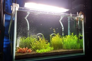 (Category: ) located in . Submitted by plantedtank (Listing ID 1201935797, Image 1). Description: .