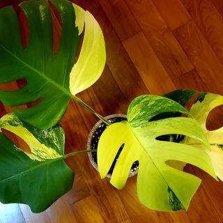 Monstera variegated aurea 4 leaves established (03)