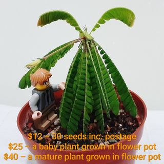 （分類：）位於 。 由 greenkingdom 提交（商品編號 1201917732，圖片 1）。簡介： 。