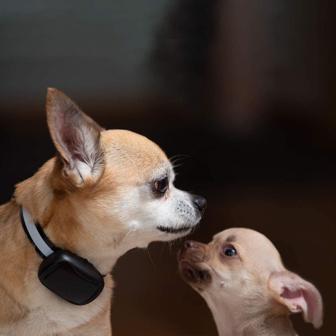 Good boy remote training collar discount