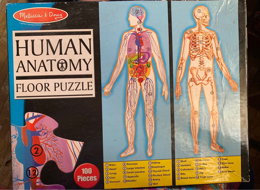 Human Anatomy Puzzle, Hobbies & Toys, Toys & Games on Carousell
