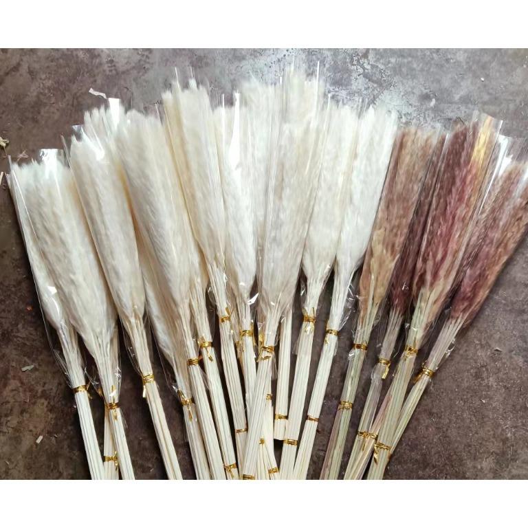 Real Dried Fluffy Reed (15 stalks) Pampas Horsetail Whisk Grass