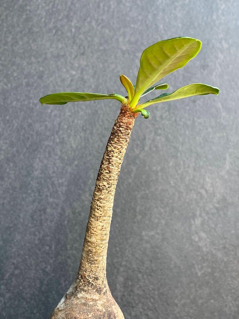 象鼻大戟長16cm Euphorbia ramena 已穩根｜盆景多肉植物植物植物盆栽龍 