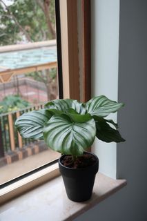 （分類：）位於 。 由 shuman96 提交（商品編號 1142842051，圖片 1）。簡介： 。