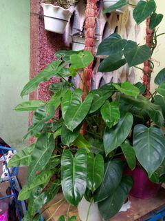 Blushing philodendron