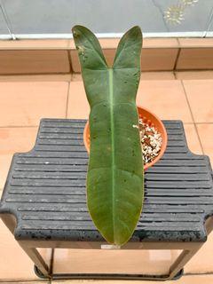 CNY SALE! 🌟 Philodendron Atabapoense