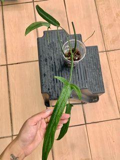 CNY SALE! 🌟 Philodendron Holtonianum