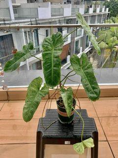 CNY SALE! 🔥 Philodendron Paraiso Verde