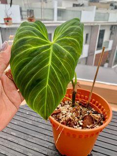 CNY SALE!!! 🌟Philodendron Splendid