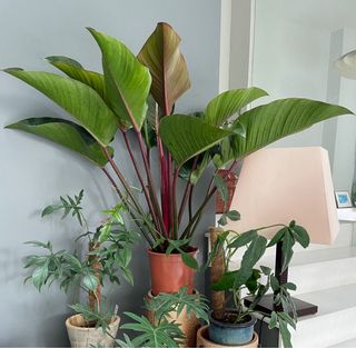 (Category: ) located in . Submitted by lilliemae (Listing ID 1142721609, Image 1). Description: .