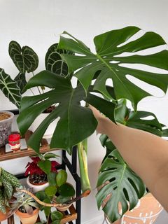 (Category: ) located in . Submitted by tinygreenhouse (Listing ID 1142798709, Image 1). Description: .