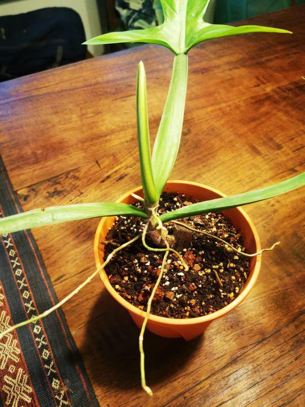 basketball planter Basketball Planter- New!