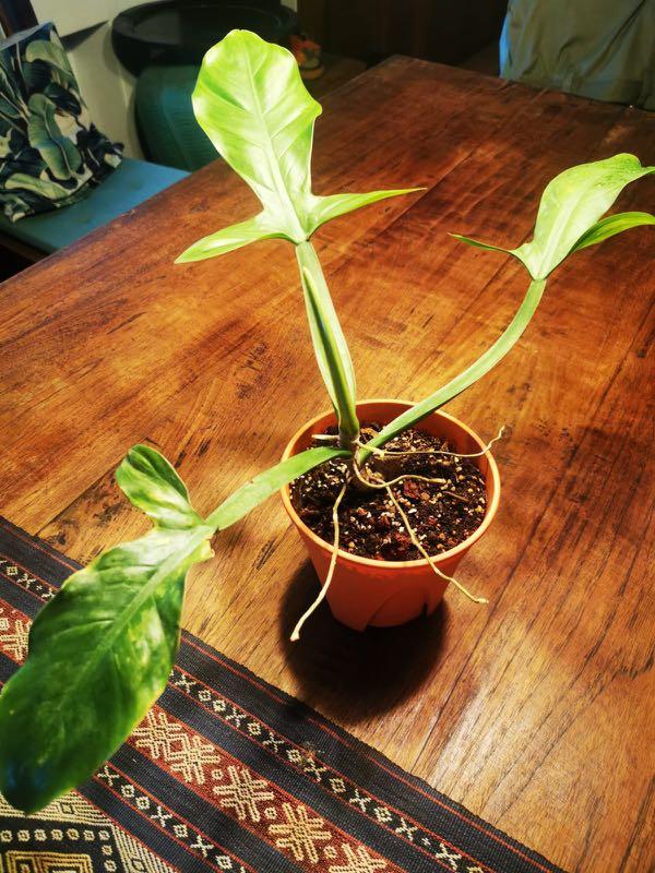 black zz plant buy ZZ Plant Oscura | Houseplant main image 0