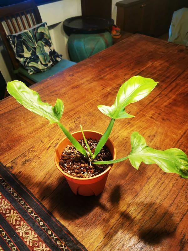philodendron applanatum, Furniture & Home Living, Gardening, Plants & Seeds  on Carousell