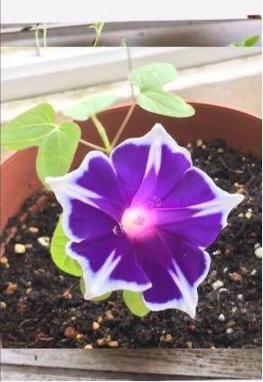 Rare Authentic Japan Kikyo Snowflake Morning Glory Ipomoea seeds ...