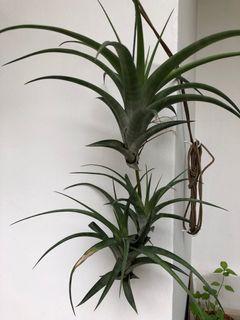 3 in one Air Plant, Tillandsia