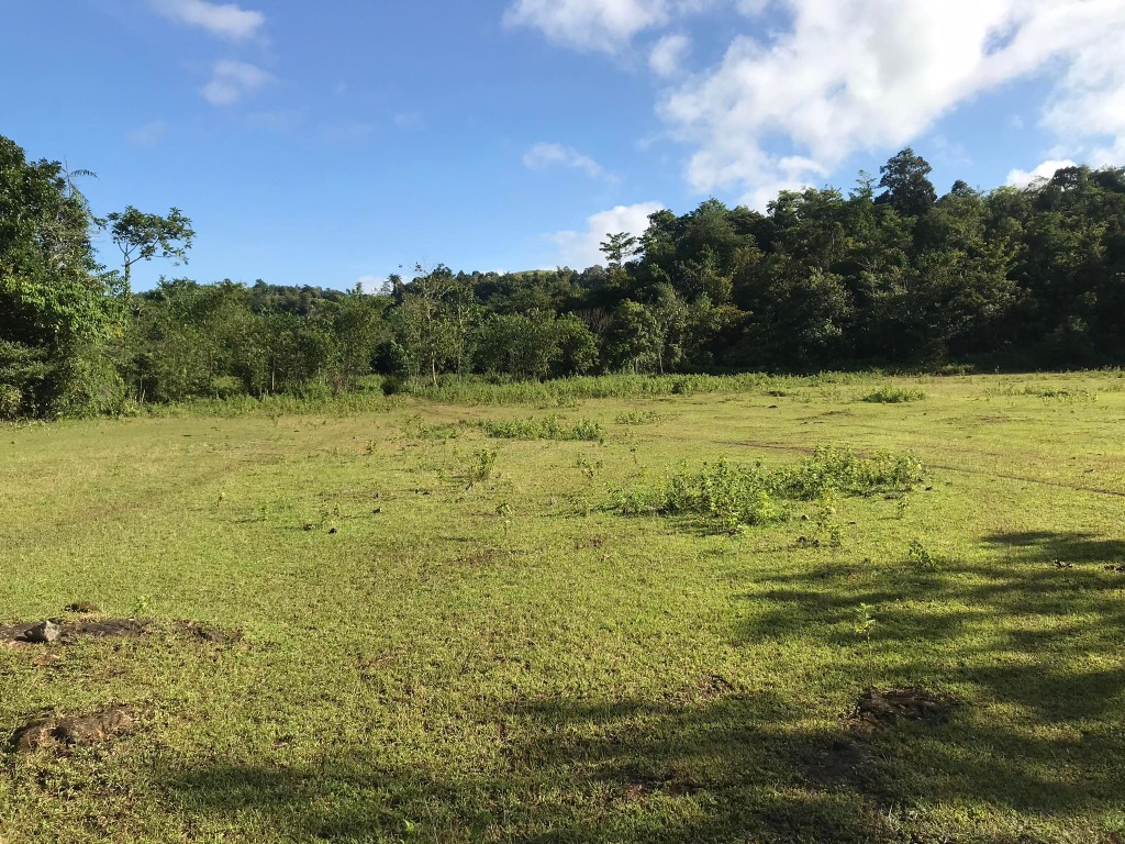 5 Hectares BOHOL LOT FOR SALE CAMBACAY BATUAN CENTRAL VISAYAS FARM LOT