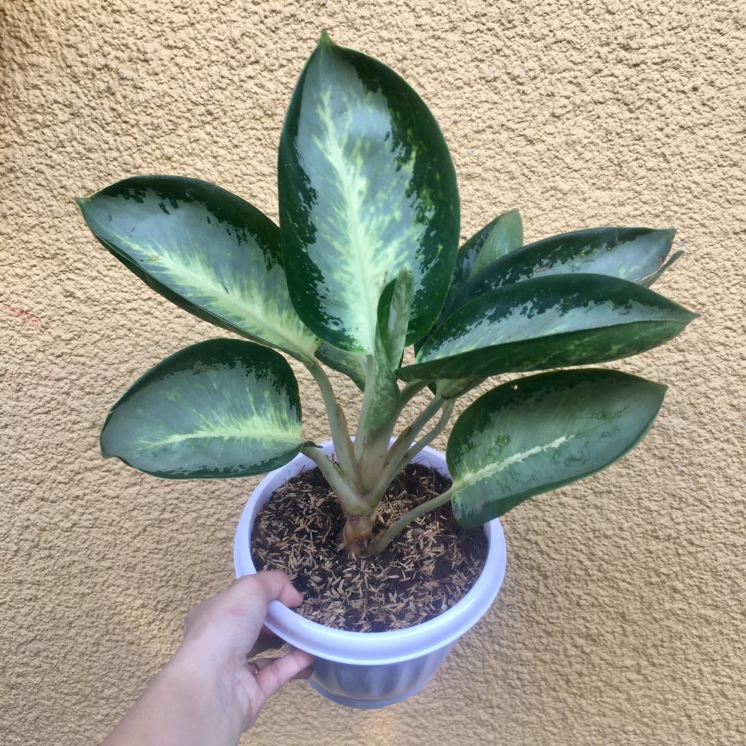 Aglaonema green bowl discount
