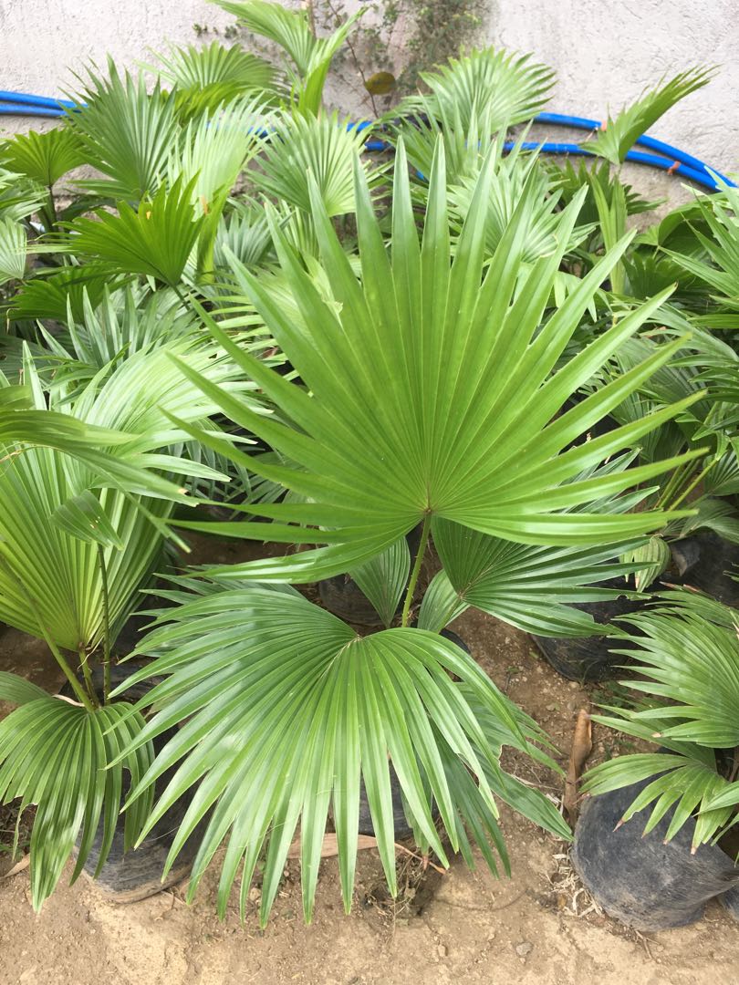 anahaw, Furniture & Home Living, Gardening, Plants & Seeds on Carousell