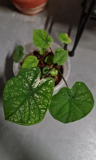 (Category: ) located in . Submitted by 3planty (Listing ID 1143049707, Image 1). Description: .