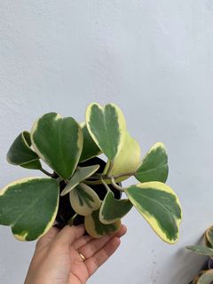 (Category: ) located in . Submitted by worldtreeplants (Listing ID 1142954136, Image 1). Description: .