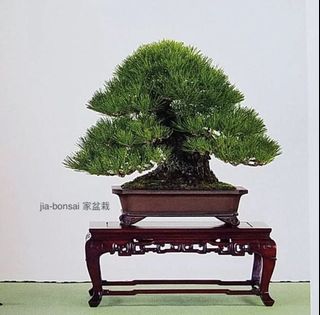 (Category: ) located in . Submitted by jia_bonsai_singapore (Listing ID 1142898304, Image 1). Description: .