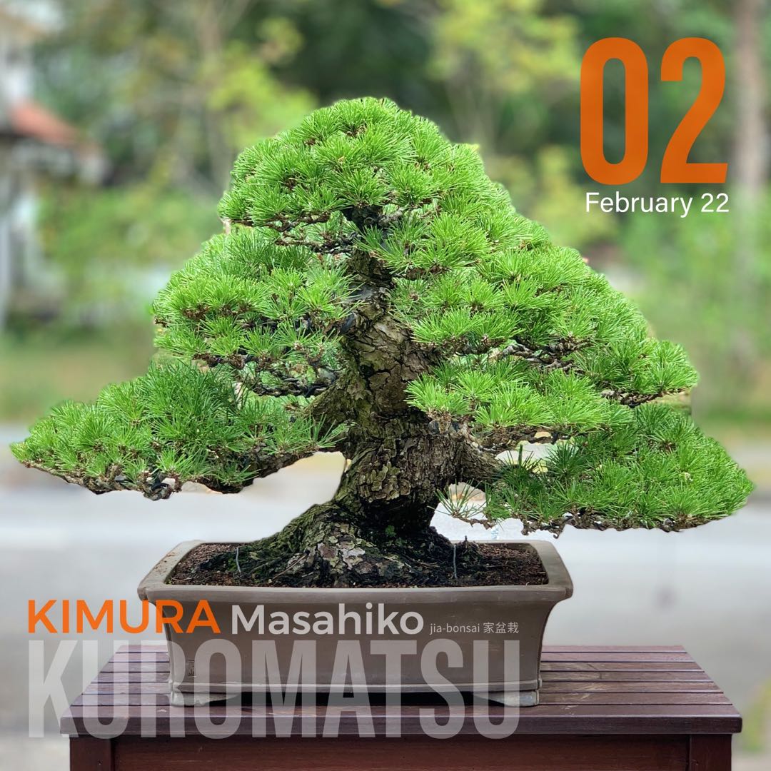 Master Kimura Japanese Black Pine Bonsai, Furniture & Home Living