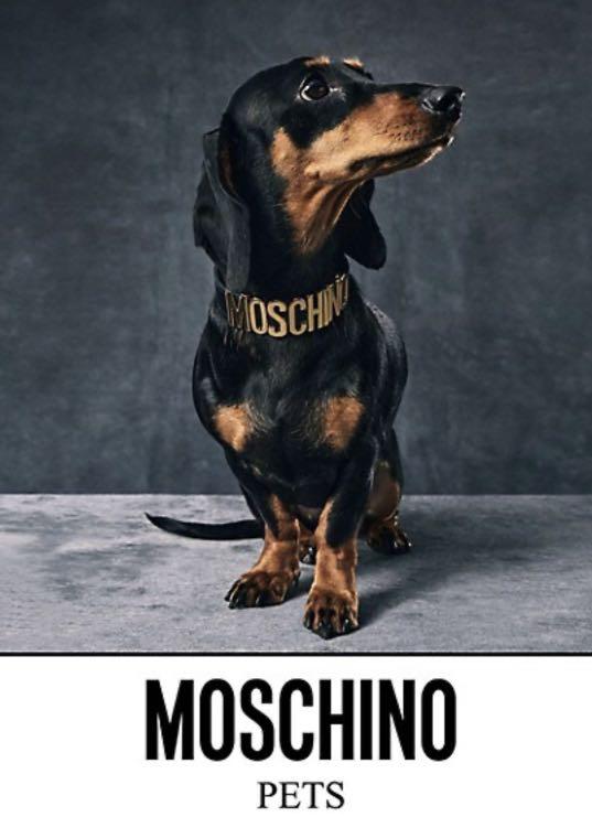 Moschino x H M Dog Collar Leash Carousell