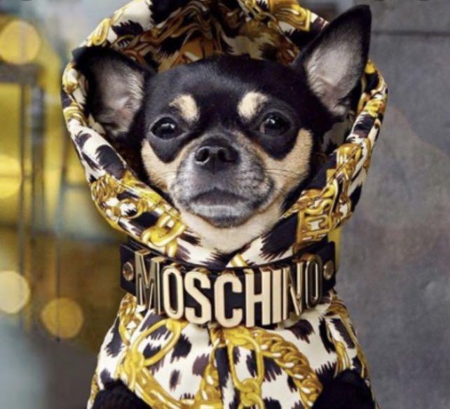 MOSCHINO H&M dog collar and lead 未使用品-