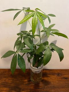 （分類：）位於 。 由 magicspocket 提交（商品編號 1142962188，圖片 1）。簡介： 。