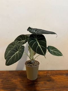 （分類：）位於 。 由 magicspocket 提交（商品編號 1142945591，圖片 1）。簡介： 。