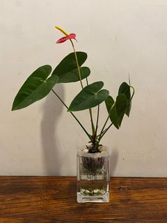 （分類：）位於 。 由 magicspocket 提交（商品編號 1142964692，圖片 1）。簡介： 。
