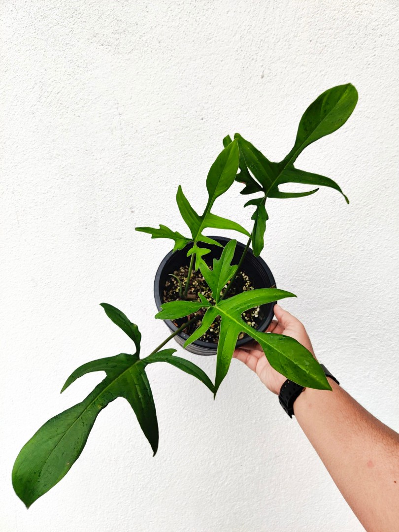 Philodendron Gladhands, Furniture & Home Living, Gardening, Garden Soil